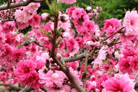 咸池桃花年|咸池桃花是什么意思 咸池桃花查法